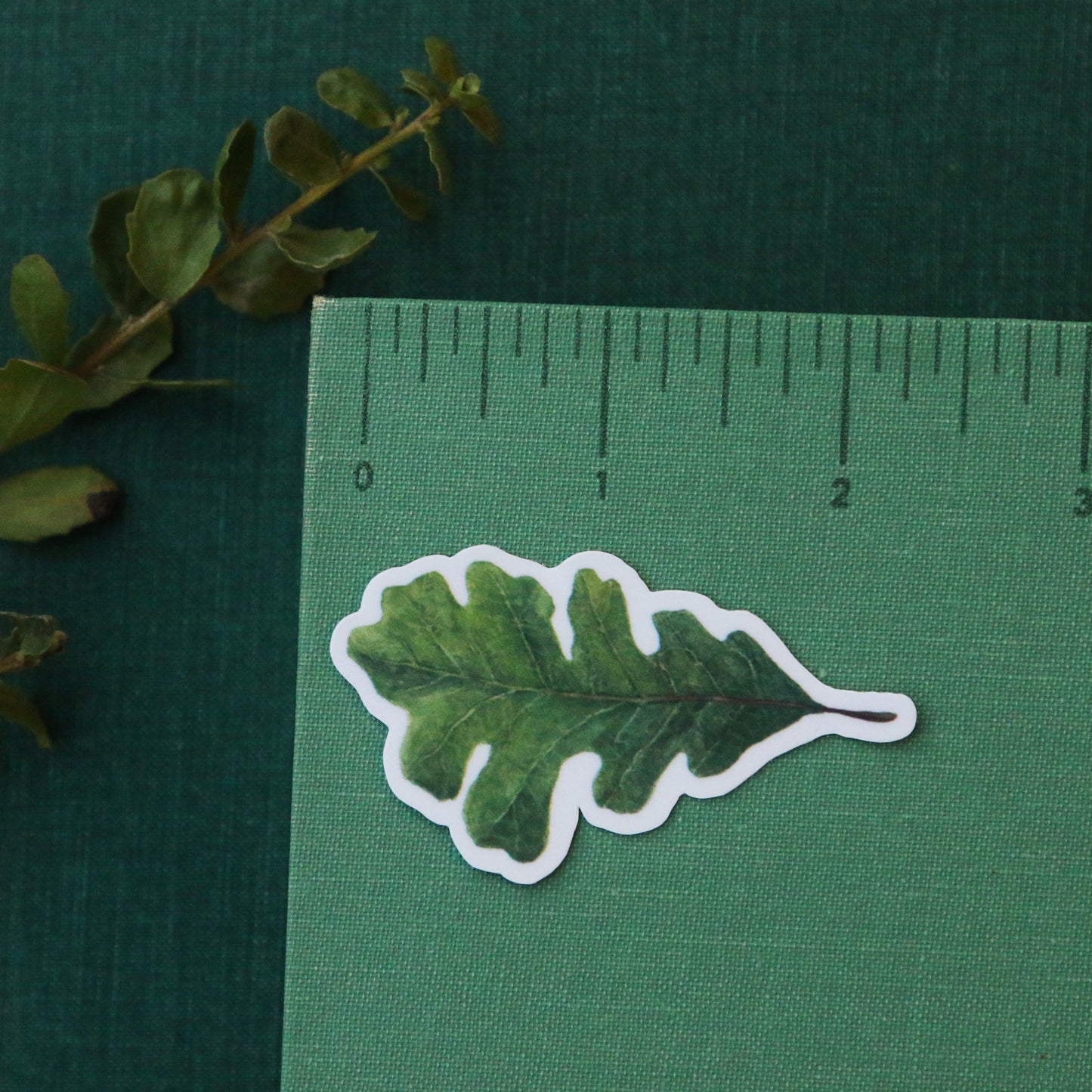 Oak Woodlands Vinyl Stickers: CA Newt, Scrub Jay, Valley Oak, CA Sister