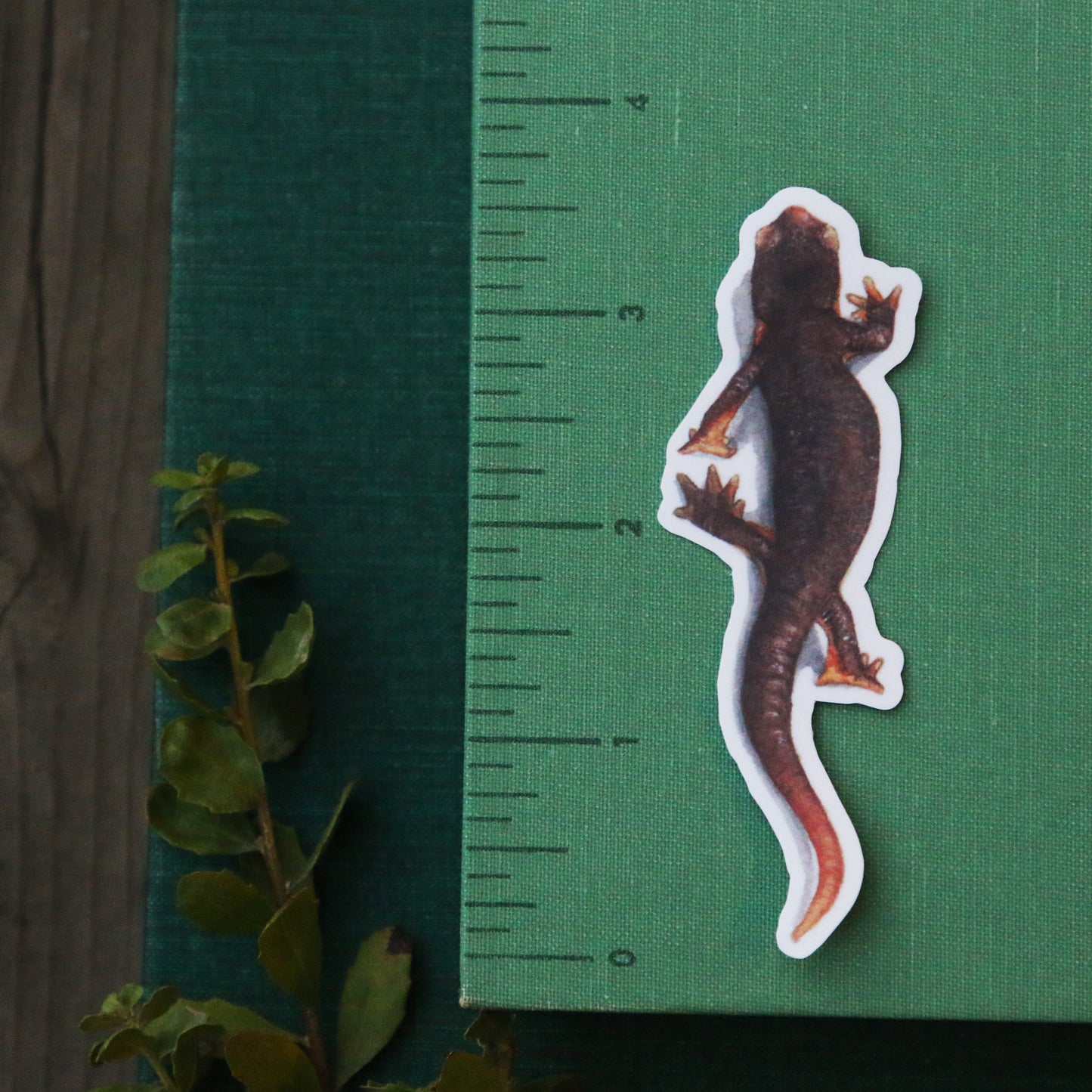 Oak Herps Vinyl Stickers: CA Newt, Arboreal Salamander, Western Skink
