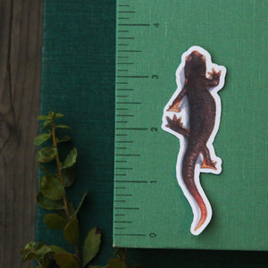 Oak Herps Sticker Set, Three Vinyl Stickers: California Newt, Arboreal Salamander, Western Skink