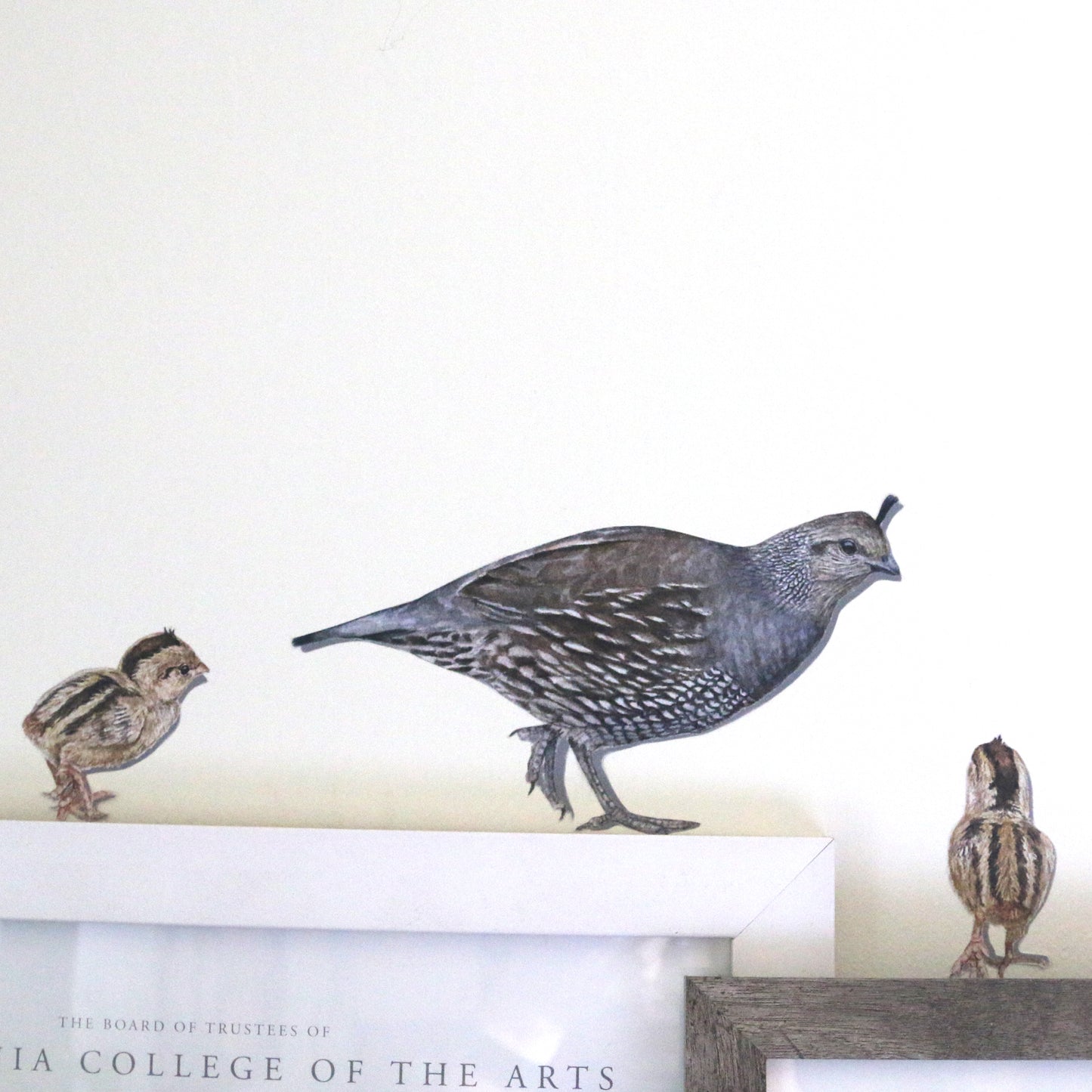 Close up of female quail and two chicks