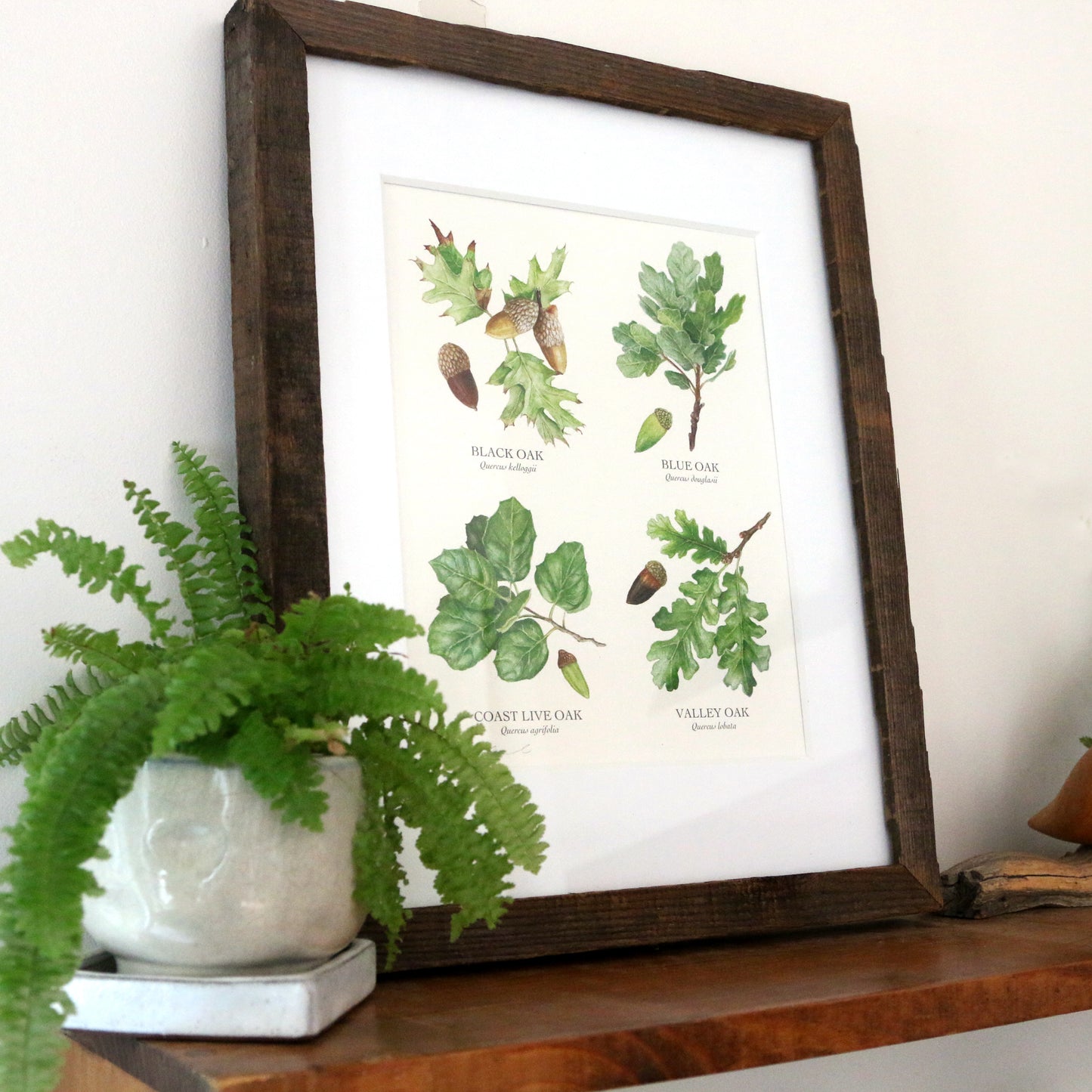 Oaks of California 8x10 Print - Four native California trees, California native plants