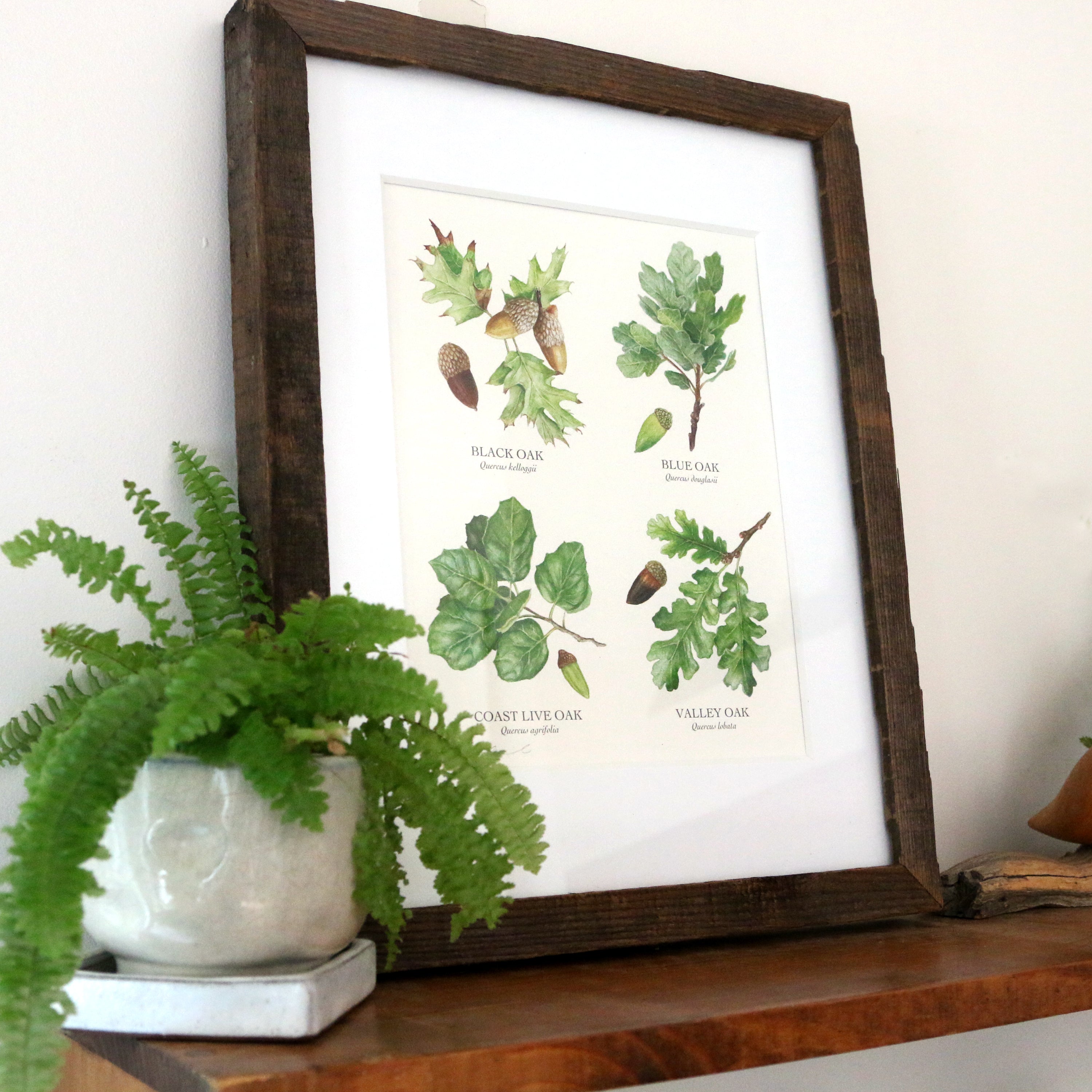 Oaks of California 8x10 Print - Four native California trees, California native plants