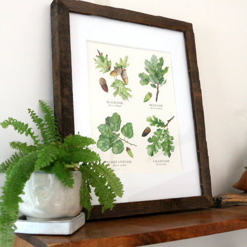 Load image 1 in gallery view. Oaks of California 8x10 Print - Four native California trees, California native plants
