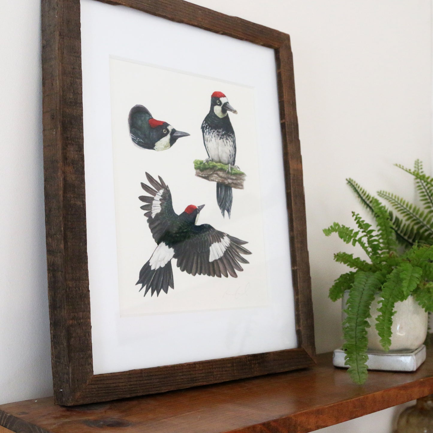 Acorn Woodpecker Colony 8x10 Print - Native California Wildlife, Bird Print