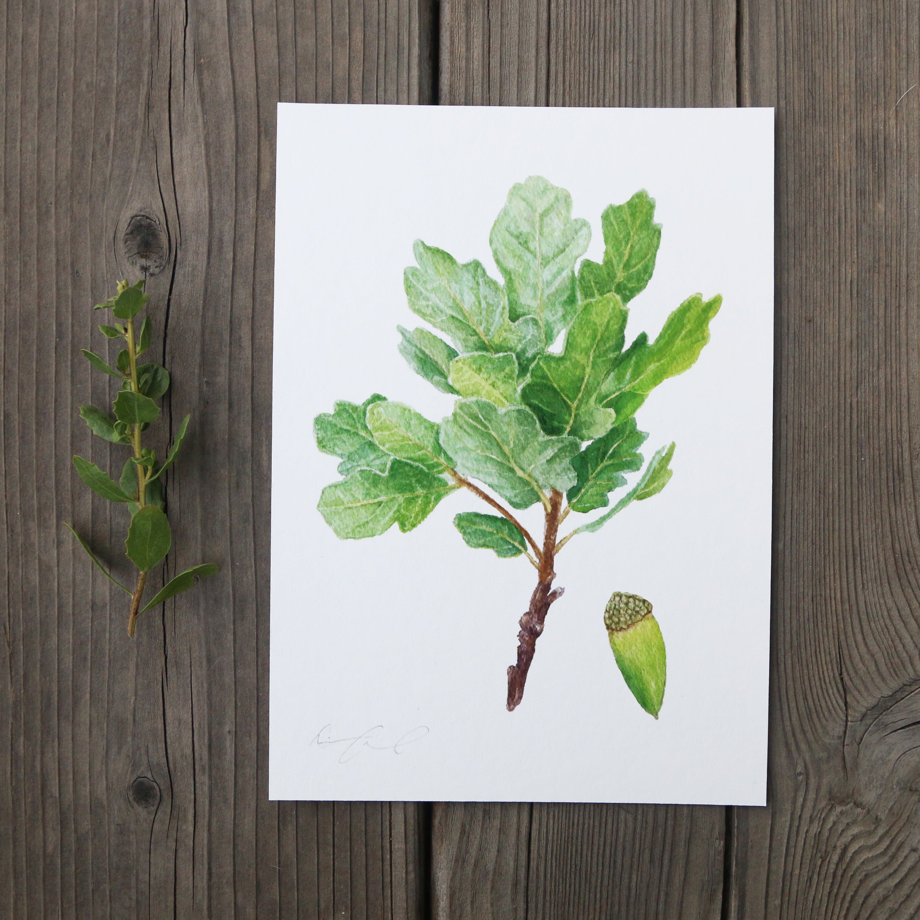 Blue Oak 5x7 Print - Native California Tree, Oak Tree, Acorn