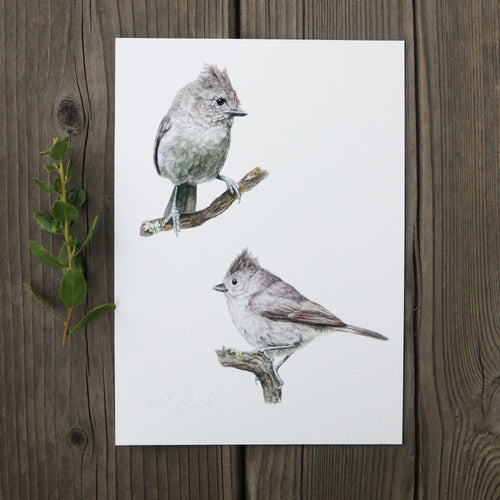 Load image 1 in gallery view. Oak Titmouse 5x7 Print - Native California Wildlife, Watercolor print, Bird Print