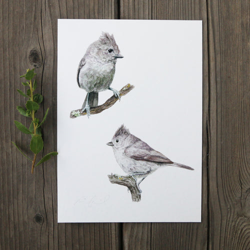 Oak Titmouse 5x7 Print - Native California Wildlife, Watercolor print, Bird Print, Birding Gift, Birdwatcher Gift
