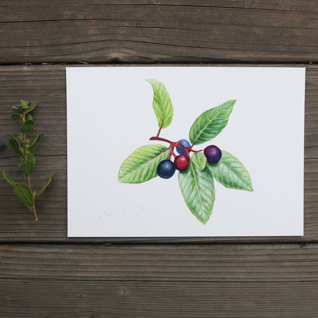 California Coffeeberry 5x7 Print - Native California plant, Watercolor print