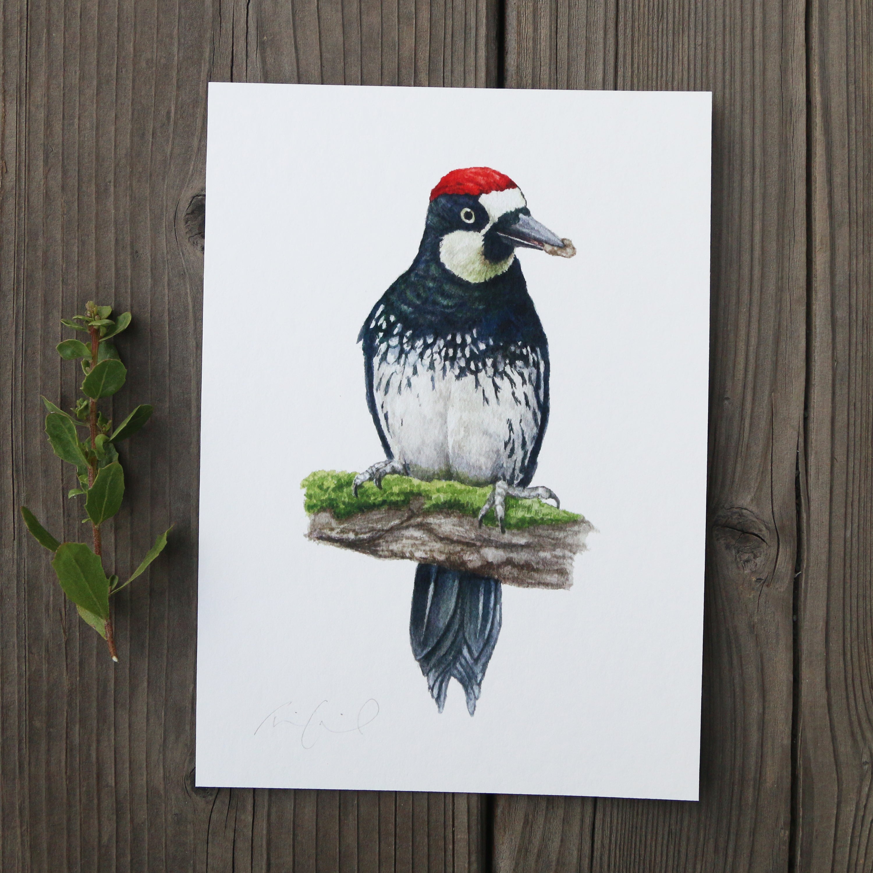 Acorn Woodpecker 5x7 Print - Native California Wildlife, Watercolor print, Bird Print