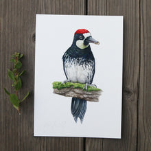 Acorn Woodpecker 5x7 Print - Native California Wildlife, Watercolor print, Bird Print, Birding Gift, Birdwatcher Gift