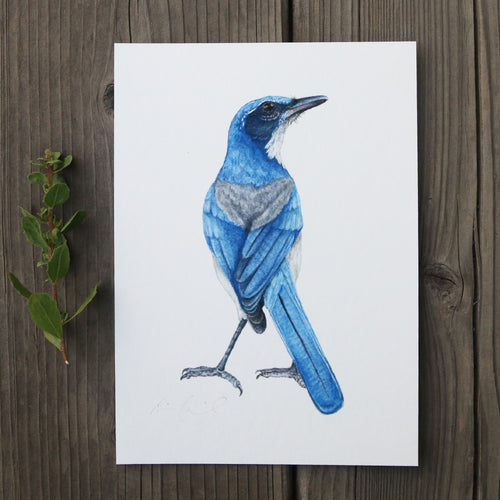 Scrub Jay 5x7 Print - Native California Wildlife, Watercolor print, Bird Print, Birding Gift, Birdwatcher Gift, Corvid Gift