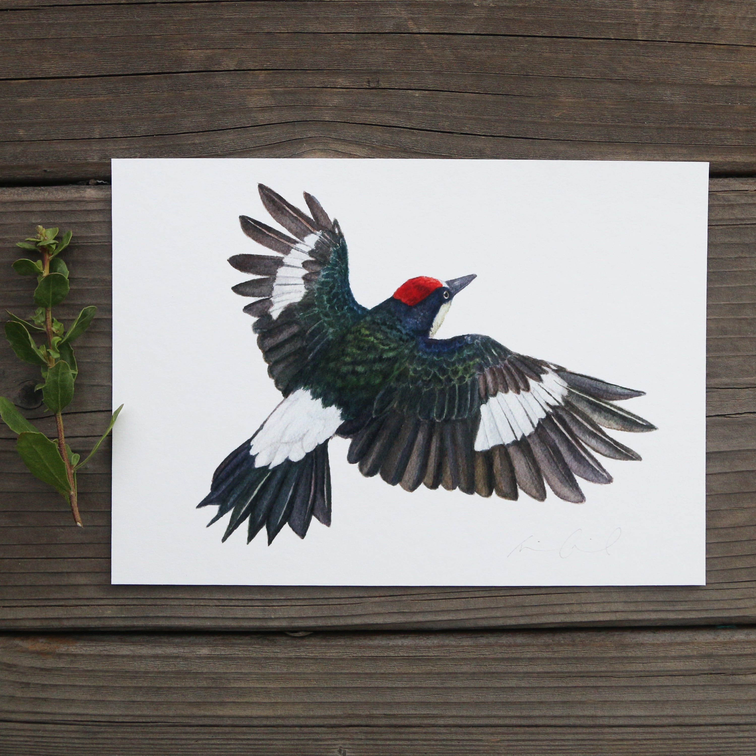 Acorn Woodpecker Flying 5x7 Print - Native California Wildlife, Watercolor print, Bird Print