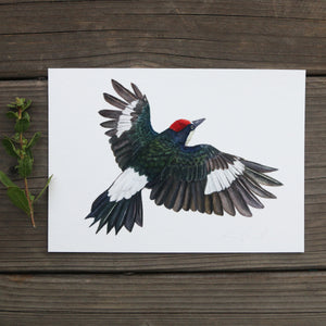 Acorn Woodpecker Flying 5x7 Print - Native California Wildlife, Watercolor print, Bird Print, Birding Gift, Birdwatcher Gift