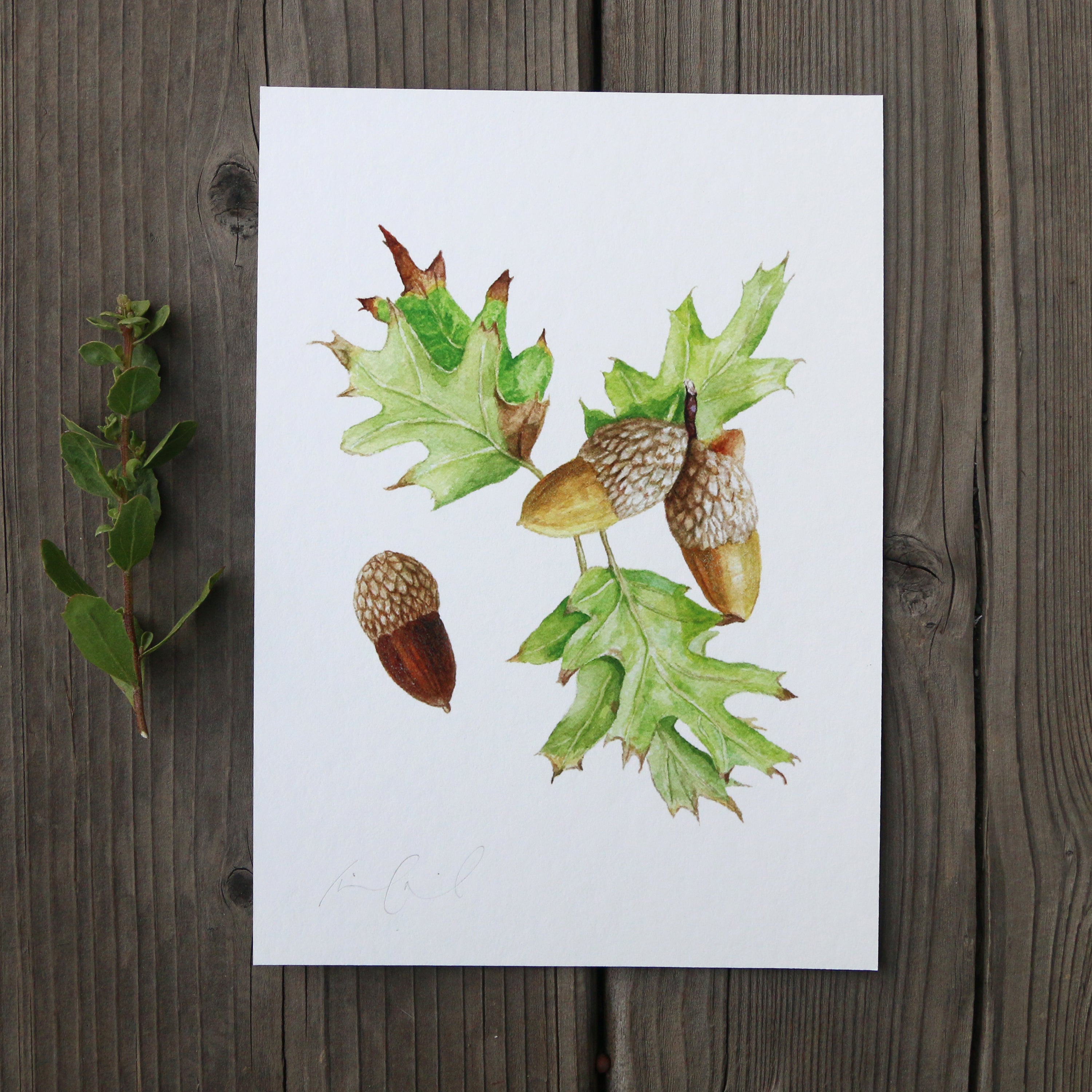 Black Oak 5x7 Print - Native California Tree, Oak Tree, Acorn