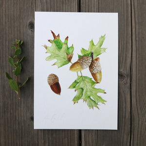 Black Oak 5x7 Print - Native California Tree, Watercolor Print, Native Flora, Oak Tree, Acorn