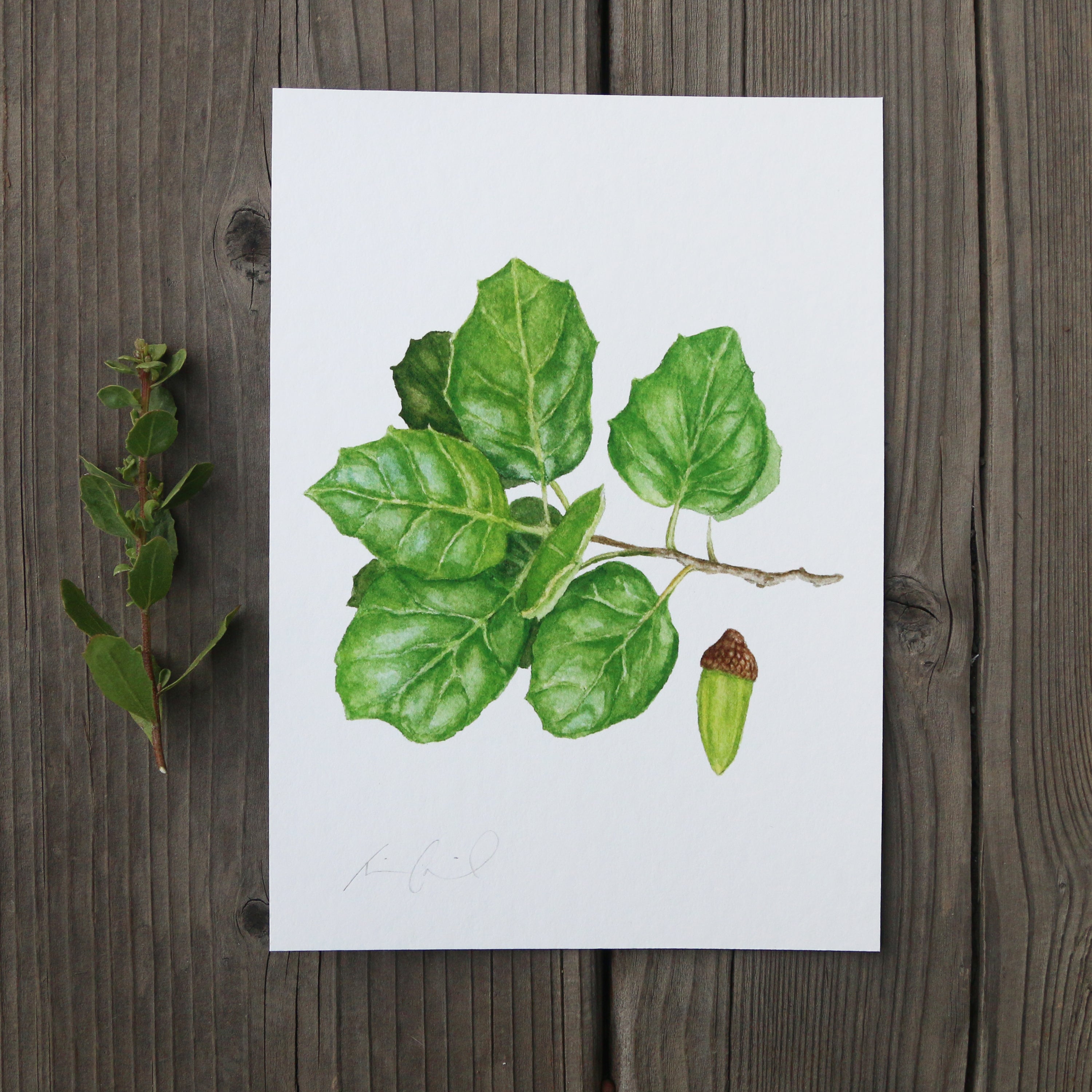 Coast Live Oak 5x7 Print - Native California Tree, Oak Tree, Acorn