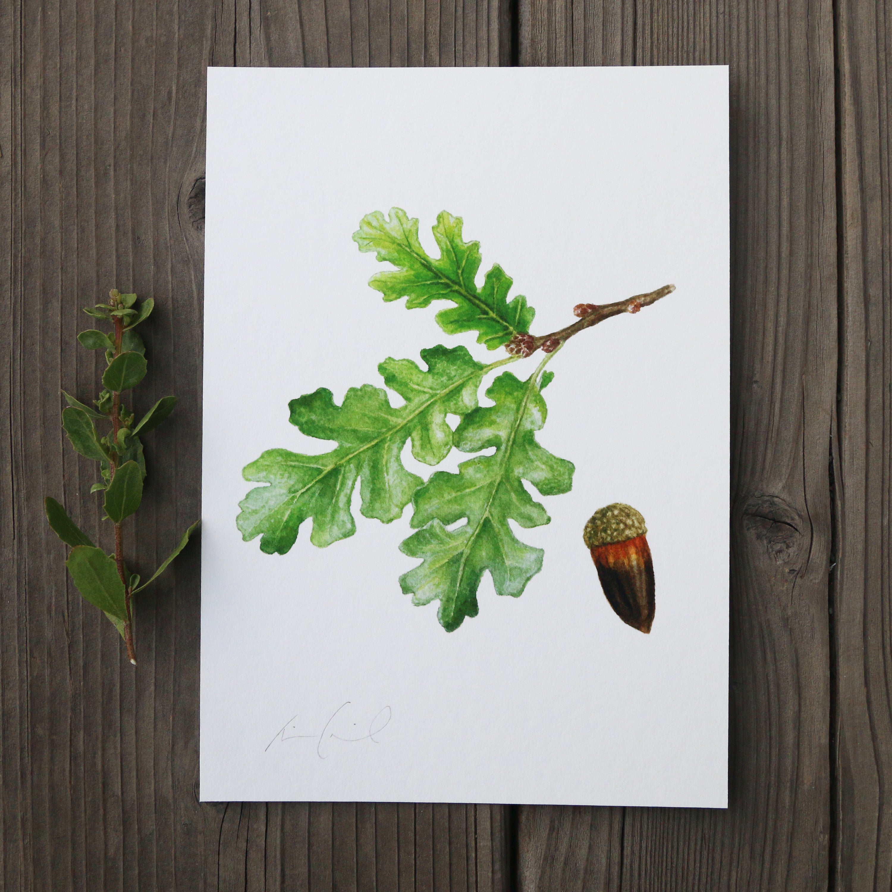 Valley Oak 5x7 Print - Native California Tree, Oak Tree, Acorn