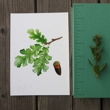 Valley Oak 5x7 Print - Native California Tree, Watercolor Print, Native Flora, Oak Tree, Acorn