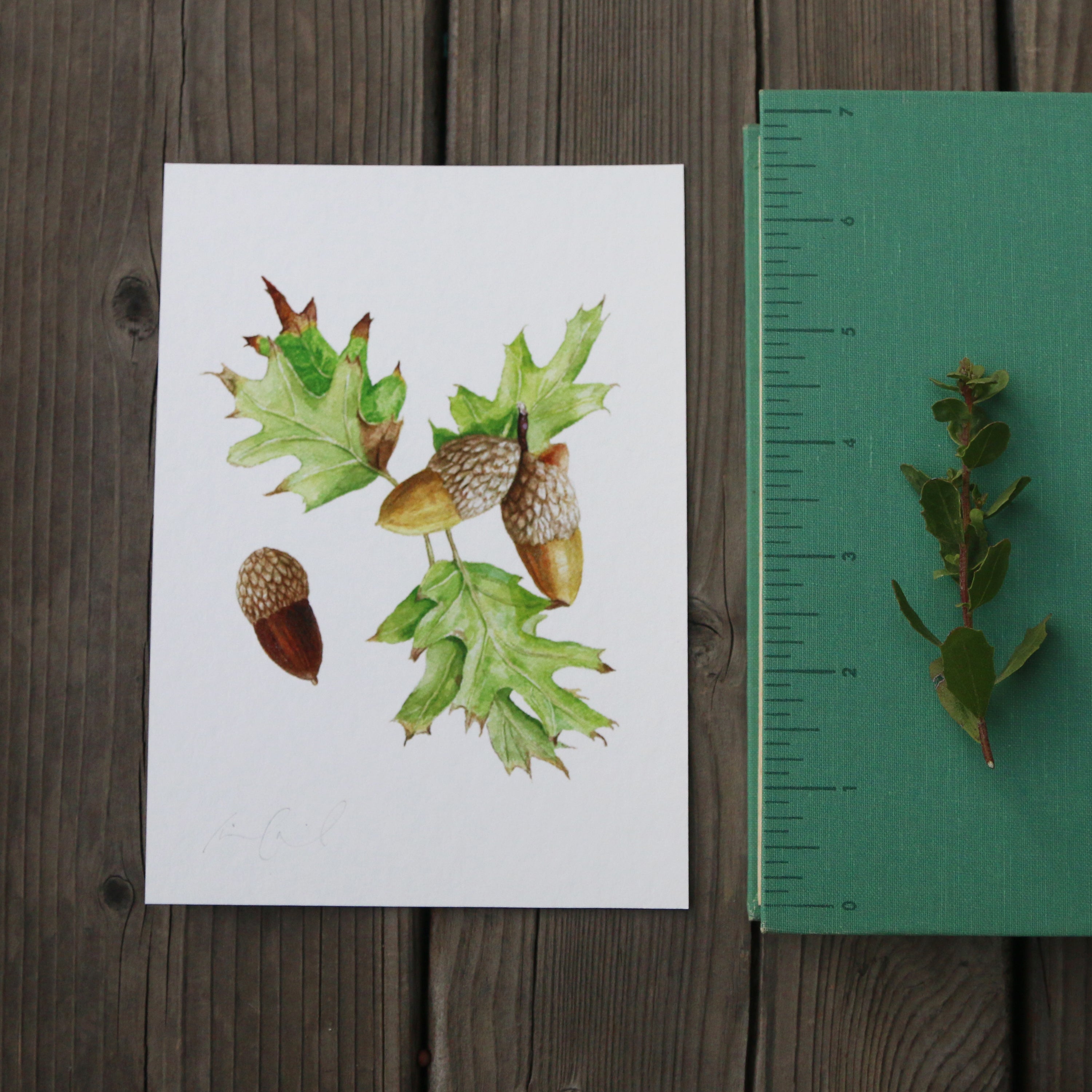 Black Oak 5x7 Print - Native California Tree, Oak Tree, Acorn