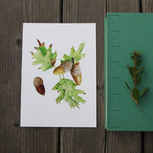 Black Oak 5x7 Print - Native California Tree, Watercolor Print, Native Flora, Oak Tree, Acorn