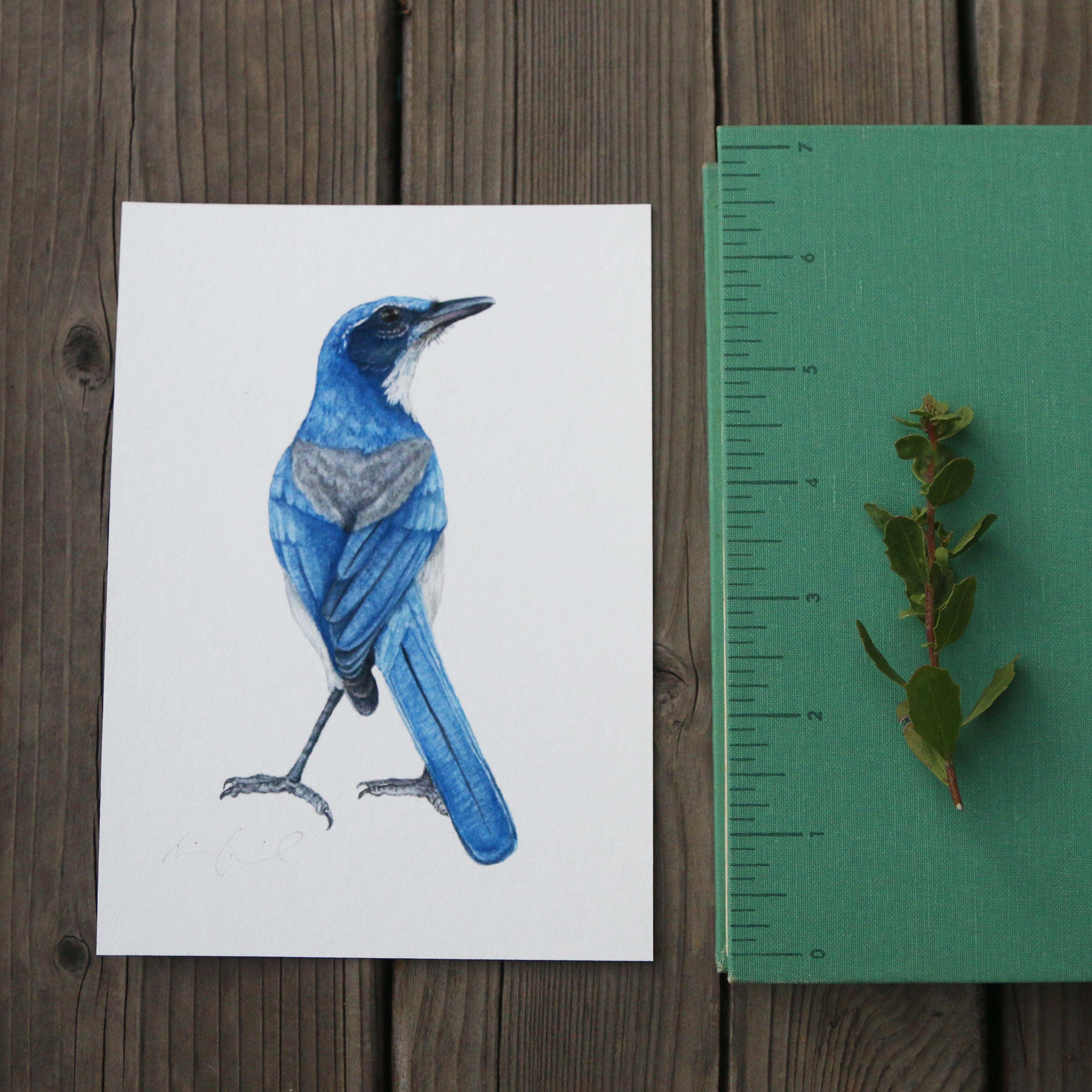 Scrub Jay 5x7 Print - Native California Wildlife