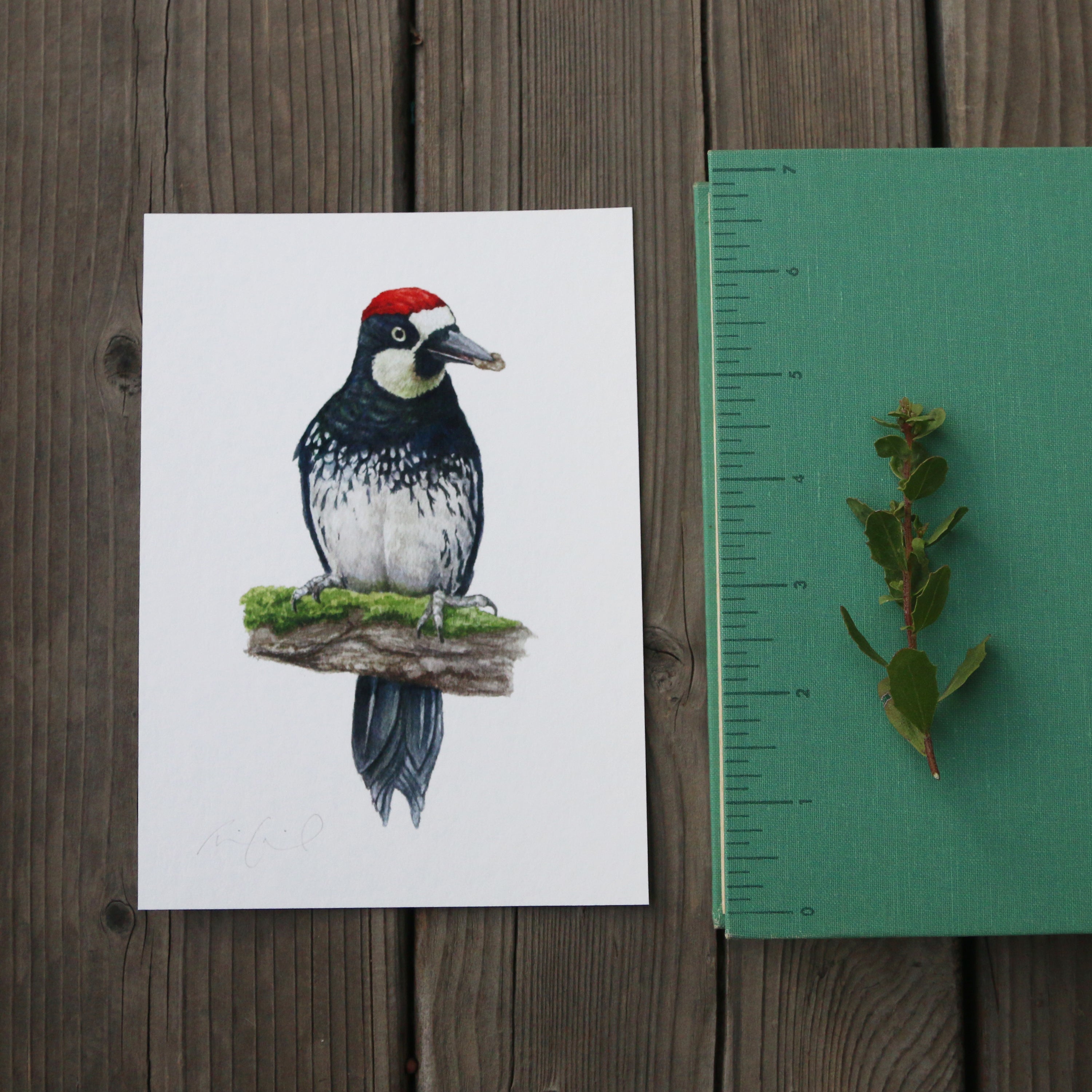 Acorn Woodpecker 5x7 Print - Native California Wildlife, Watercolor print, Bird Print