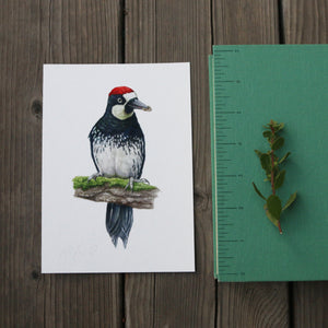 Acorn Woodpecker 5x7 Print - Native California Wildlife, Watercolor print, Bird Print, Birding Gift, Birdwatcher Gift