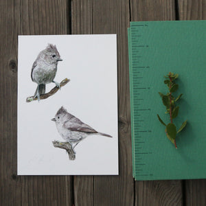 Oak Titmouse 5x7 Print - Native California Wildlife, Watercolor print, Bird Print, Birding Gift, Birdwatcher Gift
