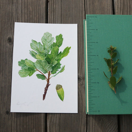 Load image 1 in gallery view. Blue Oak 5x7 Print - Native California Tree, Oak Tree, Acorn