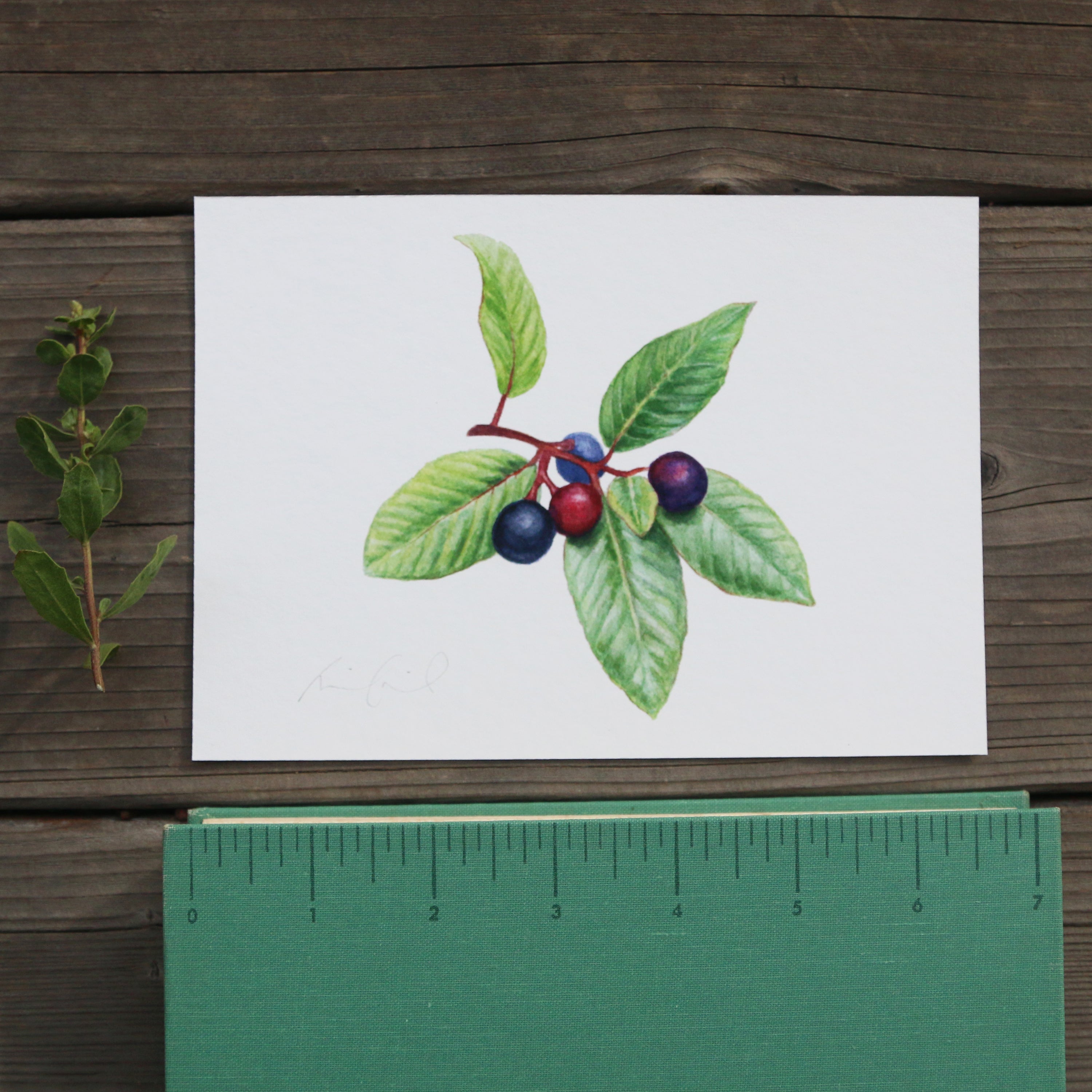 California Coffeeberry 5x7 Print - Native California plant, Watercolor print