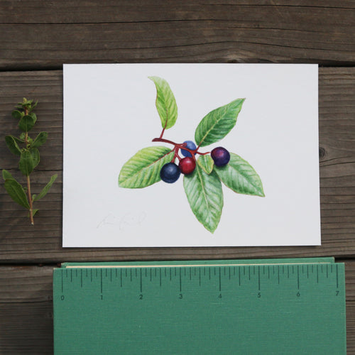 Load image 1 in gallery view. California Coffeeberry 5x7 Print - Native California plant, Watercolor print