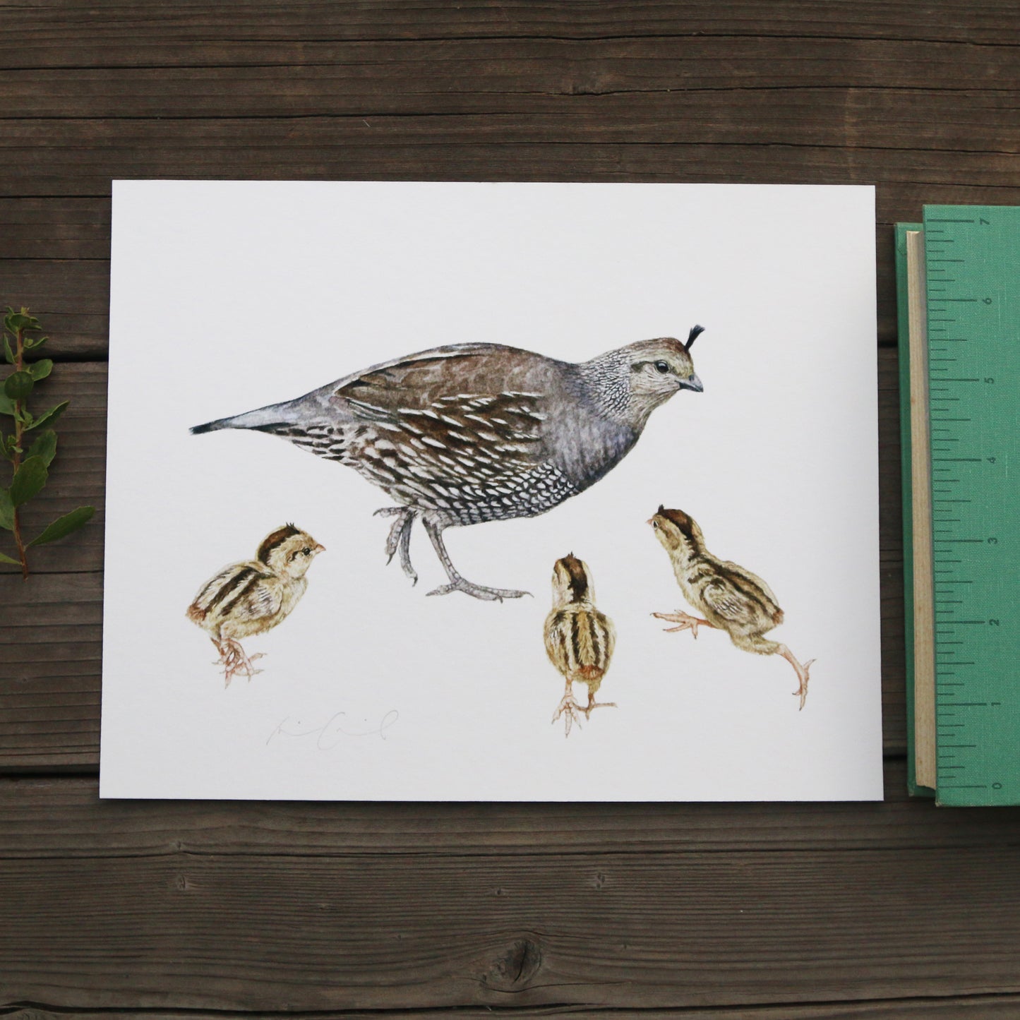 Quail Family 8x10 Print - Native California Wildlife, Bird Print