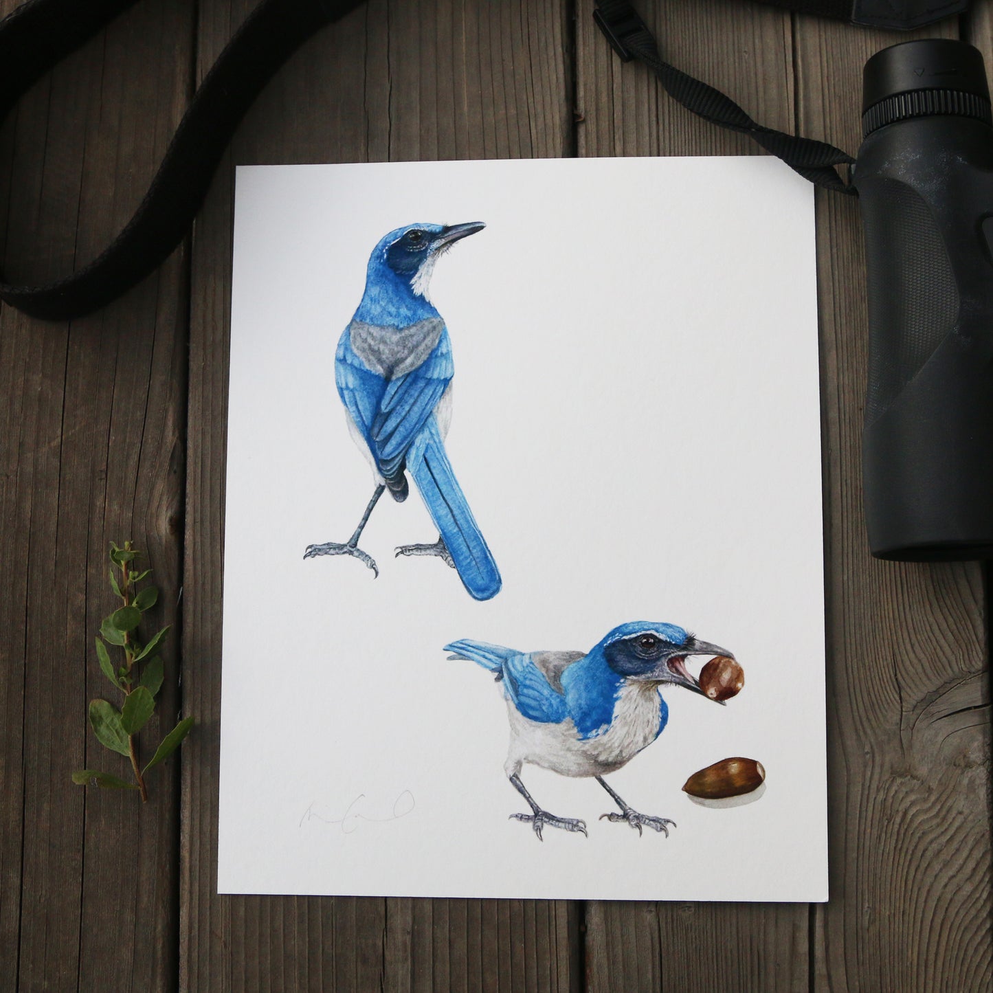 Scrub Jays 8x10 Print - Native California Wildlife, Bird Print