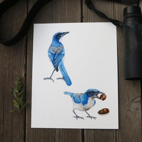 Load image 1 in gallery view. Scrub Jays 8x10 Print - Native California Wildlife, Bird Print
