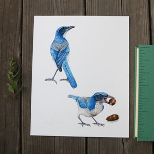 Scrub Jays 8x10 Print - Native California Wildlife, Bird Print, Birder gift