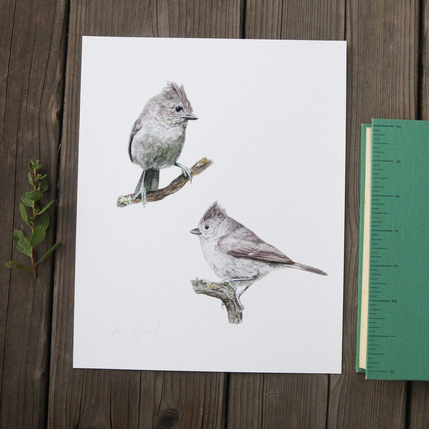 Oak Titmouse 8x10 Print - Native California Wildlife, Bird Print