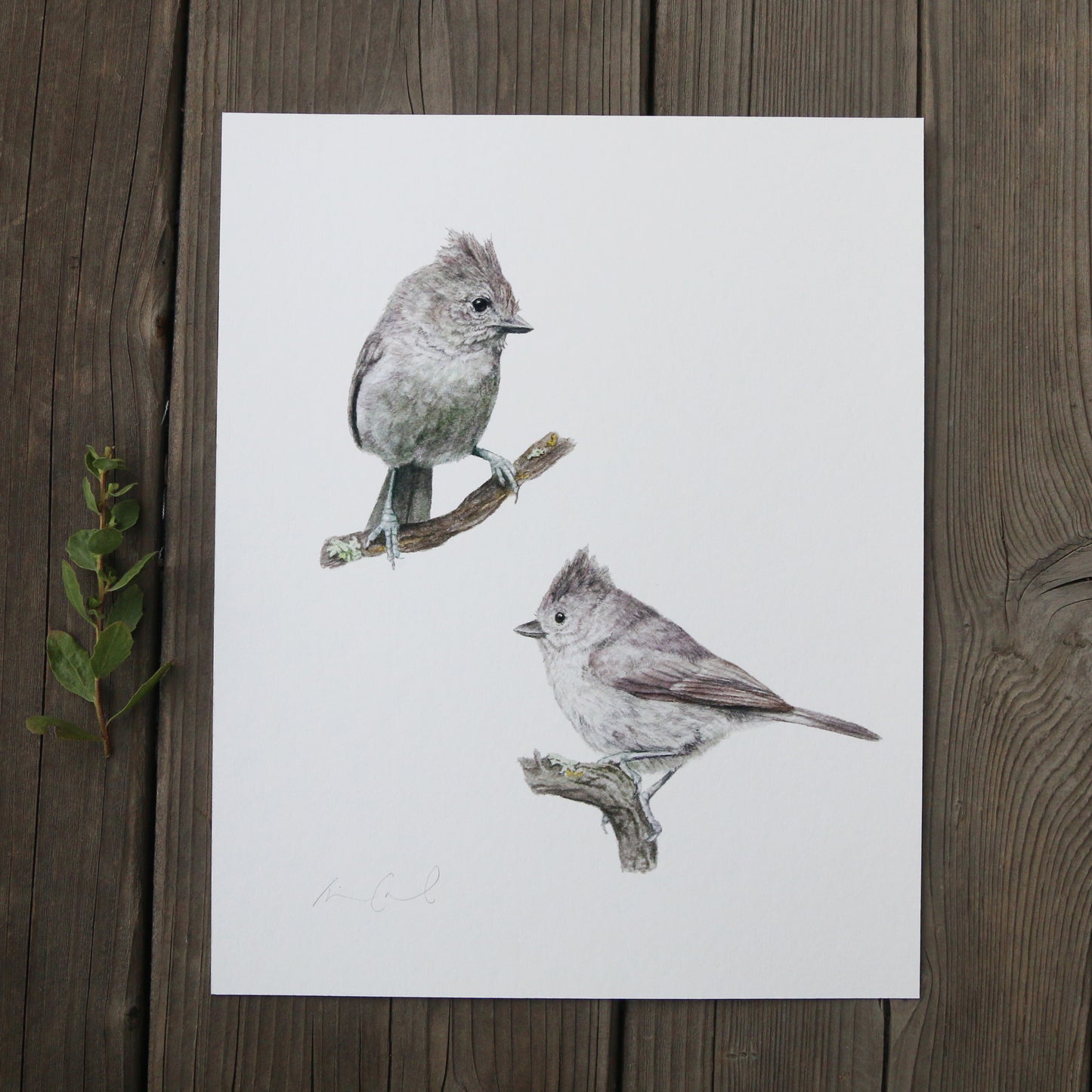 Oak Titmouse 8x10 Print - Native California Wildlife, Bird Print