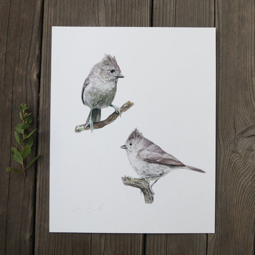 Load image 1 in gallery view. Oak Titmouse 8x10 Print - Native California Wildlife, Bird Print