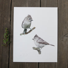Oak Titmouse 8x10 Print - Native California Wildlife, Bird Print, Birder gift