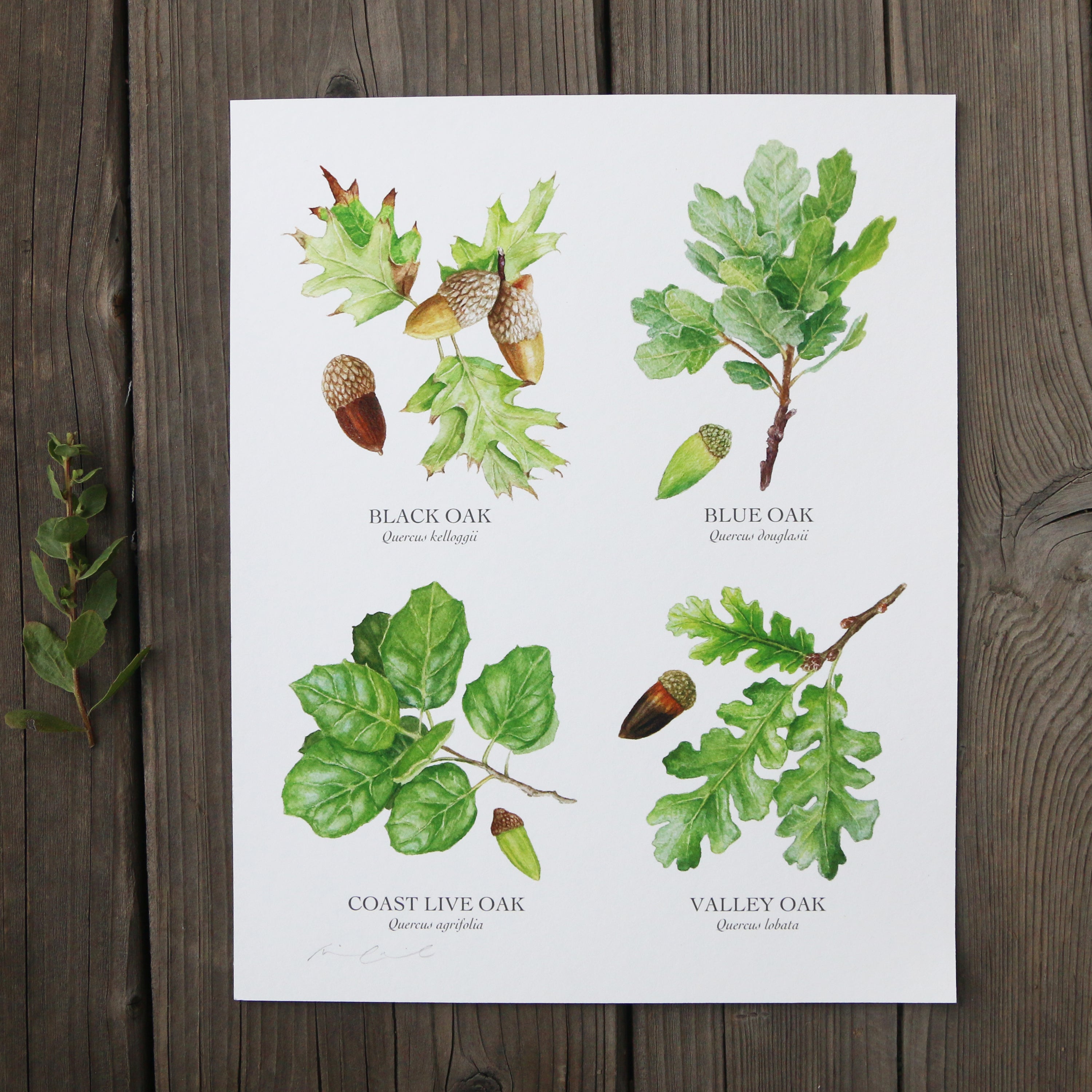 Oaks of California 8x10 Print - Four native California trees, California native plants