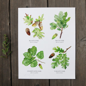 Oaks of California 8x10 Print - Four native California trees, watercolor print, California native plants
