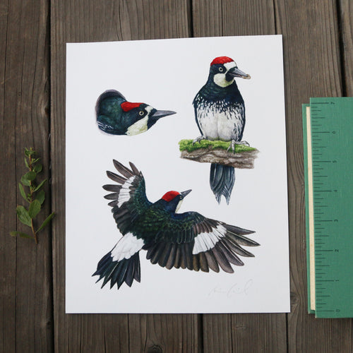 Load image 1 in gallery view. Acorn Woodpecker Colony 8x10 Print - Native California Wildlife, Bird Print