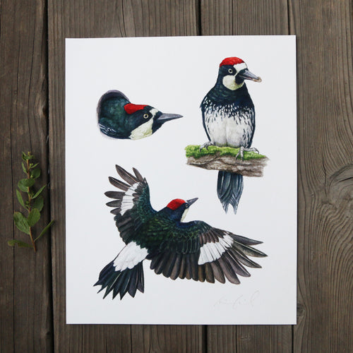Load image 1 in gallery view. Acorn Woodpecker Colony 8x10 Print - Native California Wildlife, Bird Print
