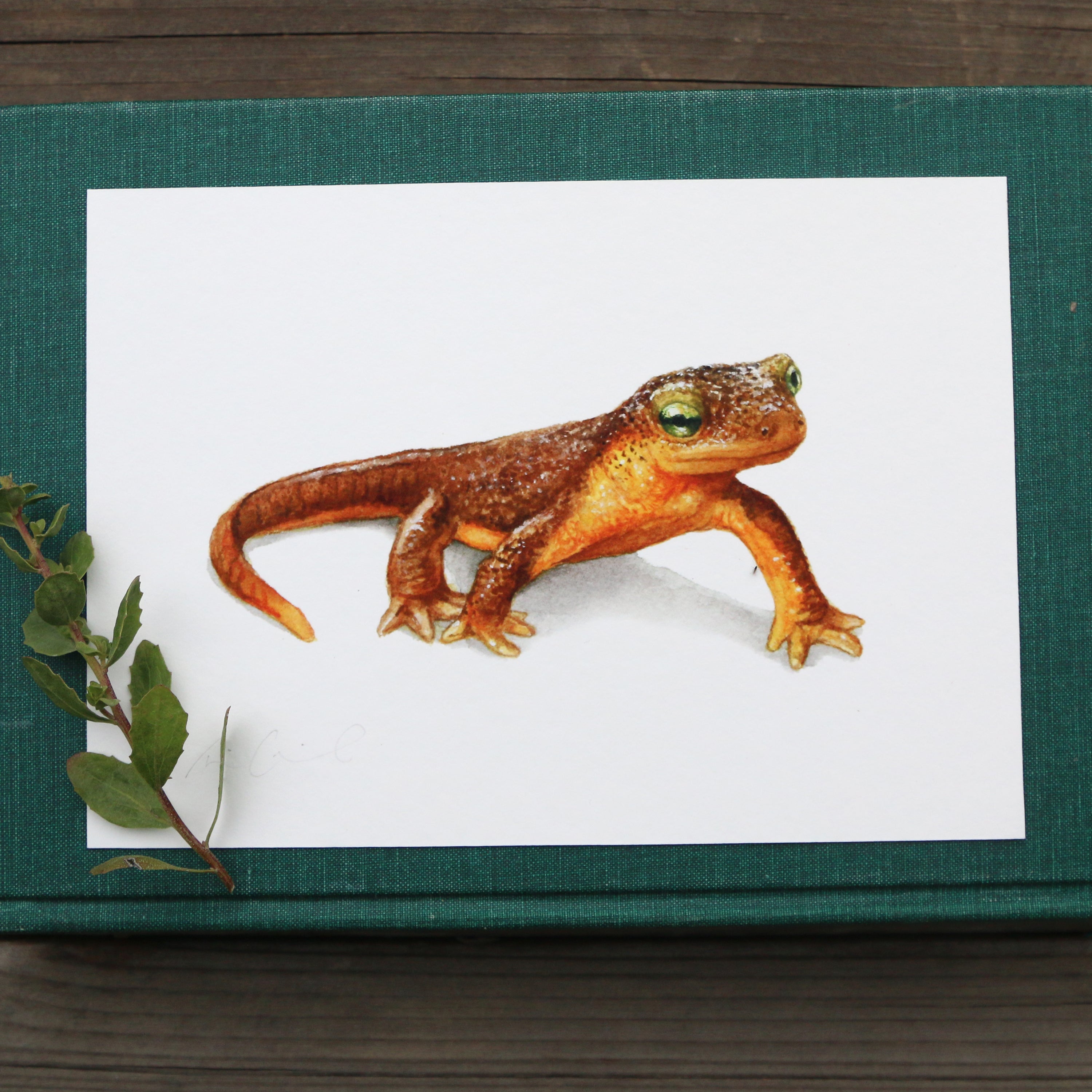 California Newt 5x7 Print - Native California Wildlife