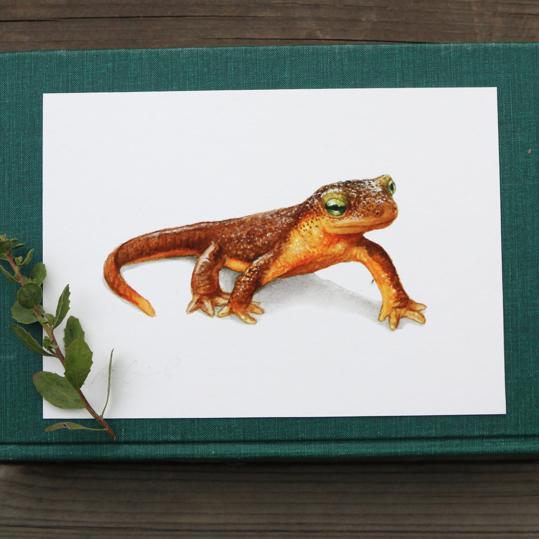 California Newt 5x7 Print - Native California Wildlife, Watercolor print, Newt Print, Herping Gift, Herper Gift, Salamander Gift