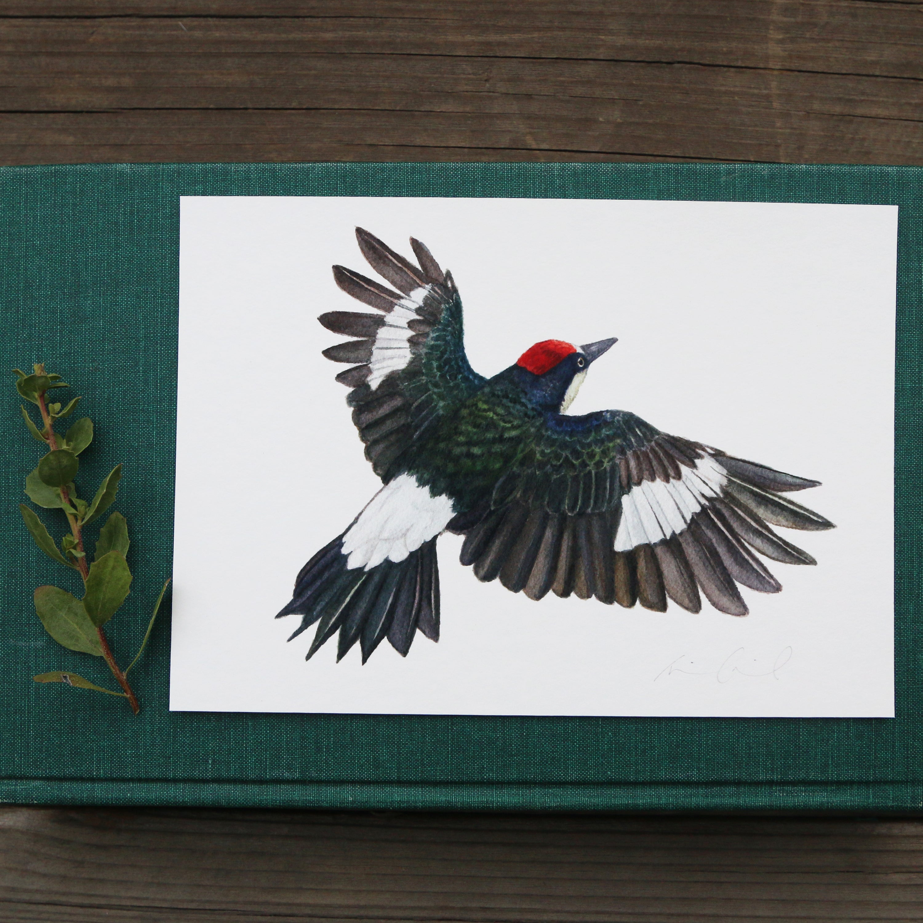 Acorn Woodpecker Flying 5x7 Print - Native California Wildlife, Watercolor print, Bird Print