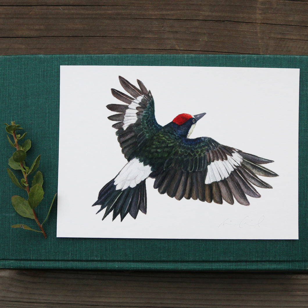 Acorn Woodpecker Flying 5x7 Print - Native California Wildlife, Watercolor print, Bird Print, Birding Gift, Birdwatcher Gift