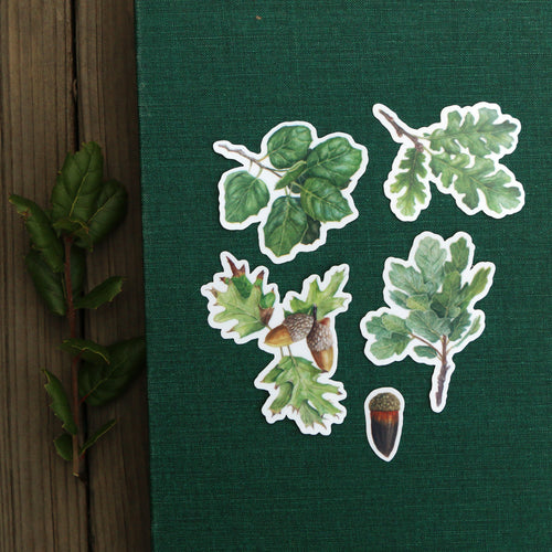 Load image 1 in gallery view. Oak Trees Vinyl Stickers: Blue Oak, Valley Oak, Black Oak, Coast Live Oak