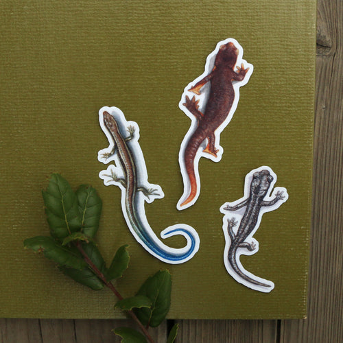 Load image 1 in gallery view. Oak Herps Vinyl Stickers: CA Newt, Arboreal Salamander, Western Skink