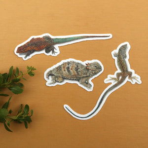 Chaparral Lizards Sticker Set, Three Vinyl Stickers: Horned Lizard, Side-Blotched Lizard, California Whiptail